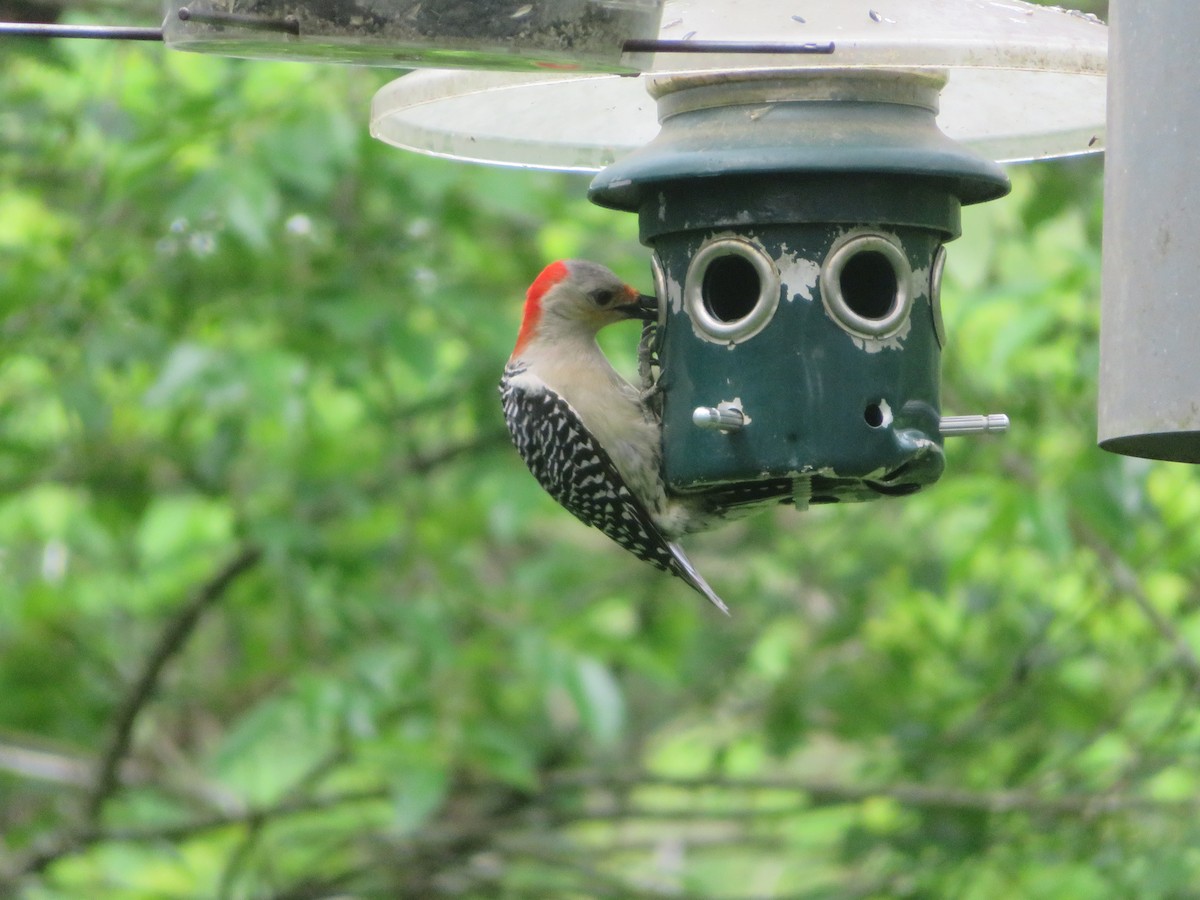 Red-bellied Woodpecker - ML619486087