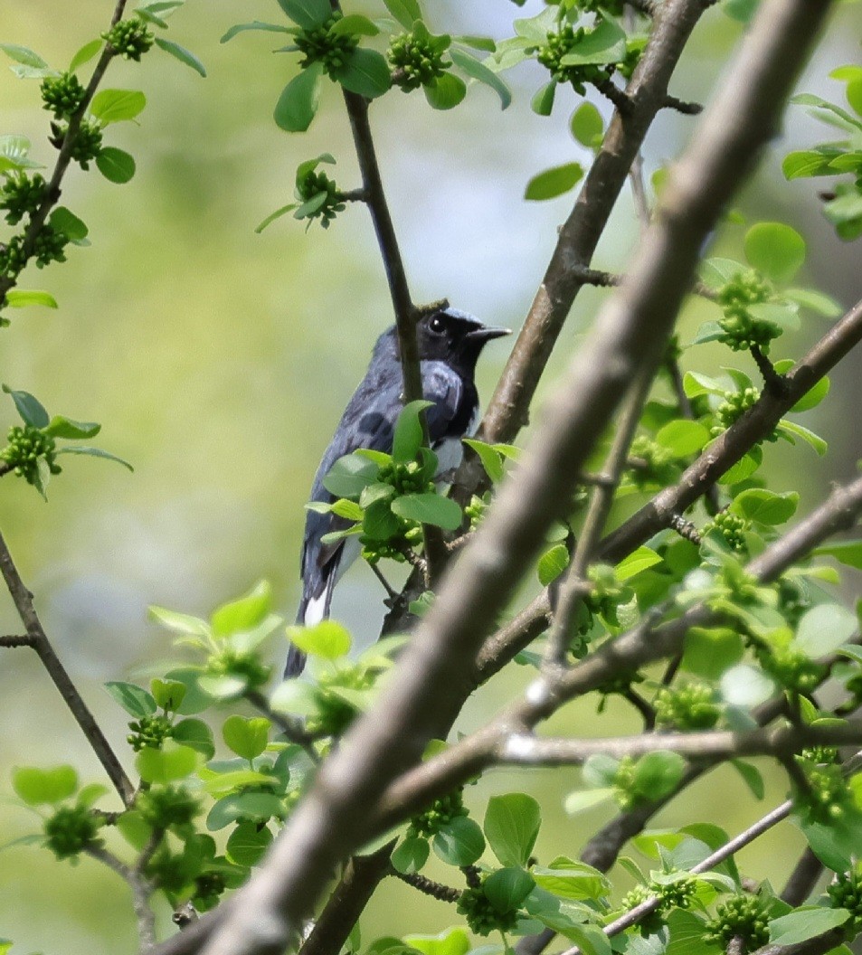 Black-throated Blue Warbler - ML619486095