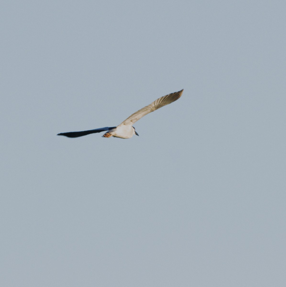 Black-crowned Night Heron - ML619486098