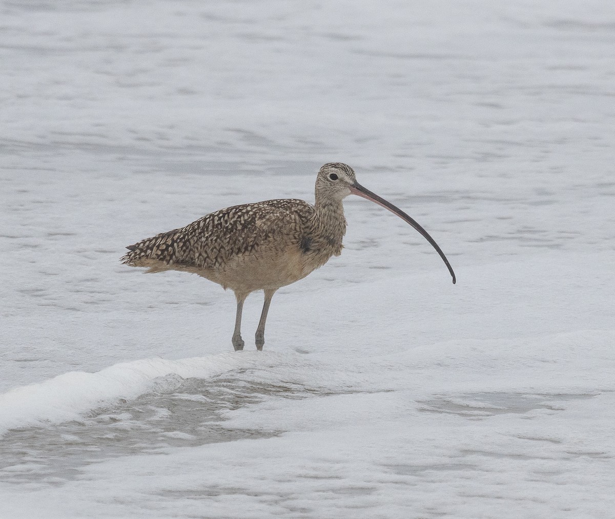 Long-billed Curlew - ML619486149