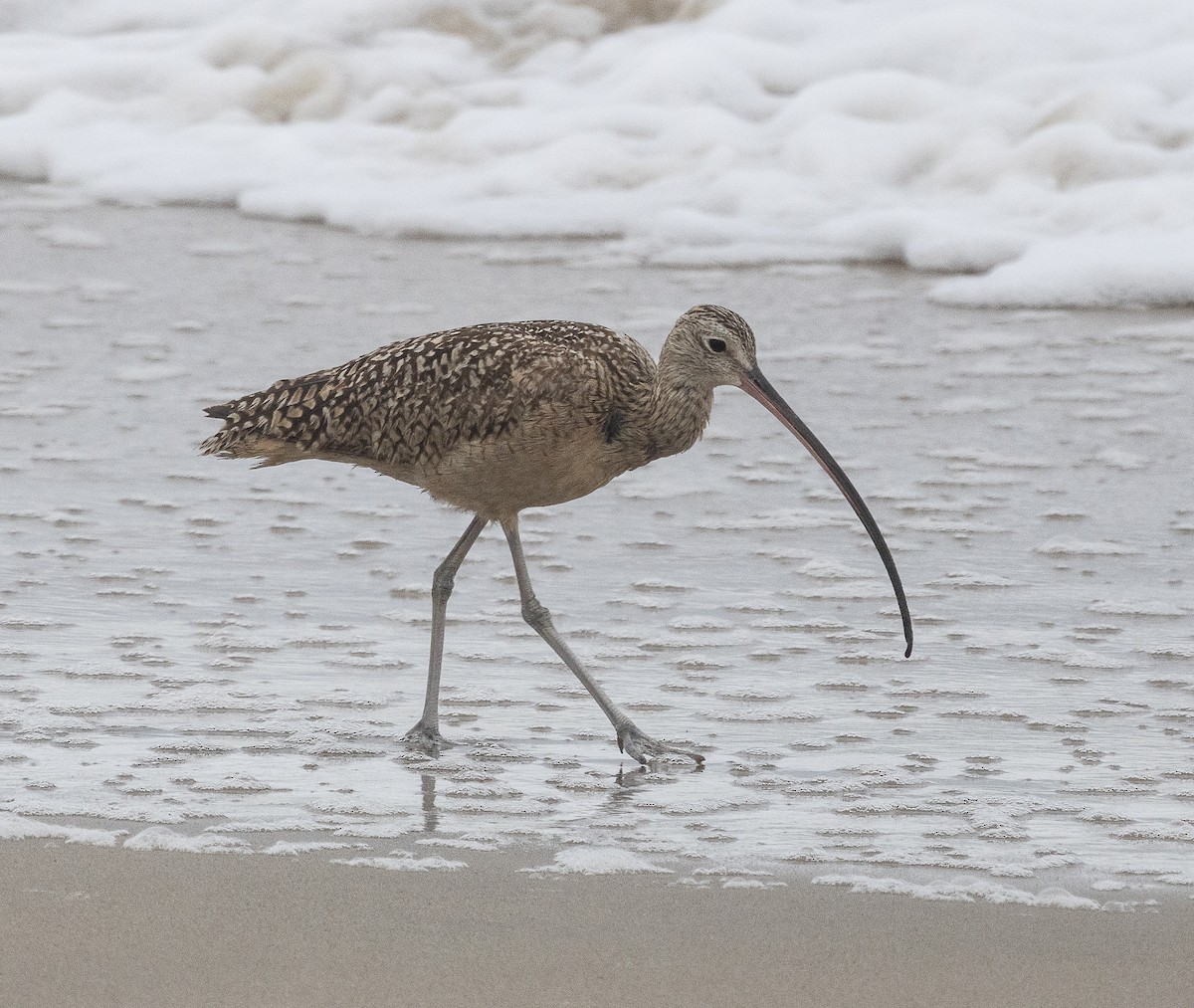Long-billed Curlew - ML619486150