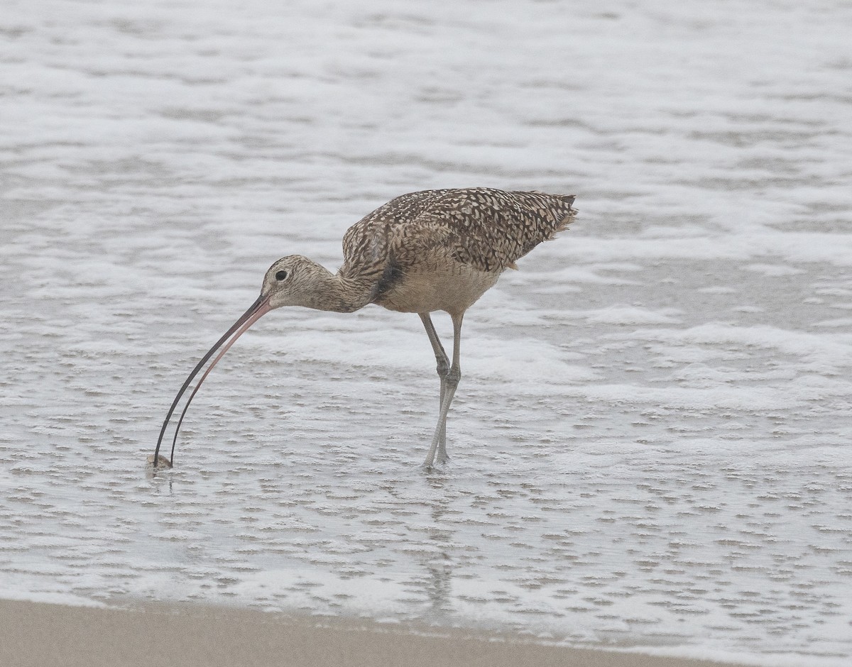 Long-billed Curlew - ML619486151