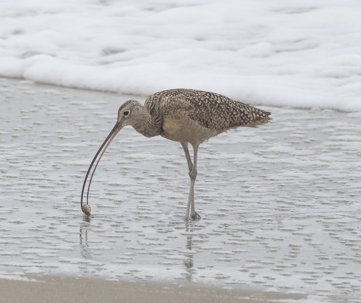 Long-billed Curlew - ML619486152