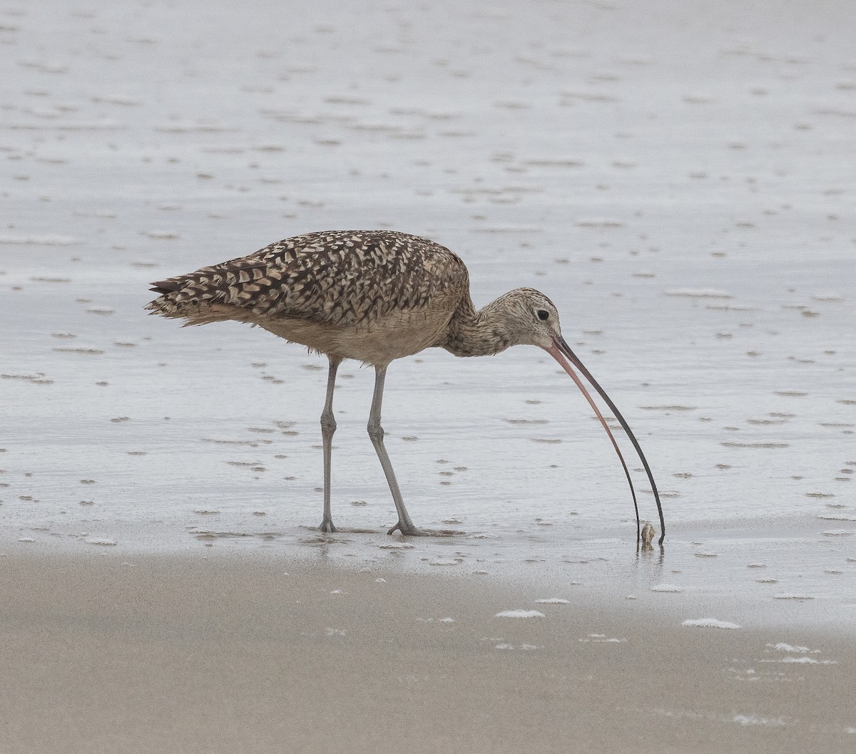 Long-billed Curlew - ML619486153