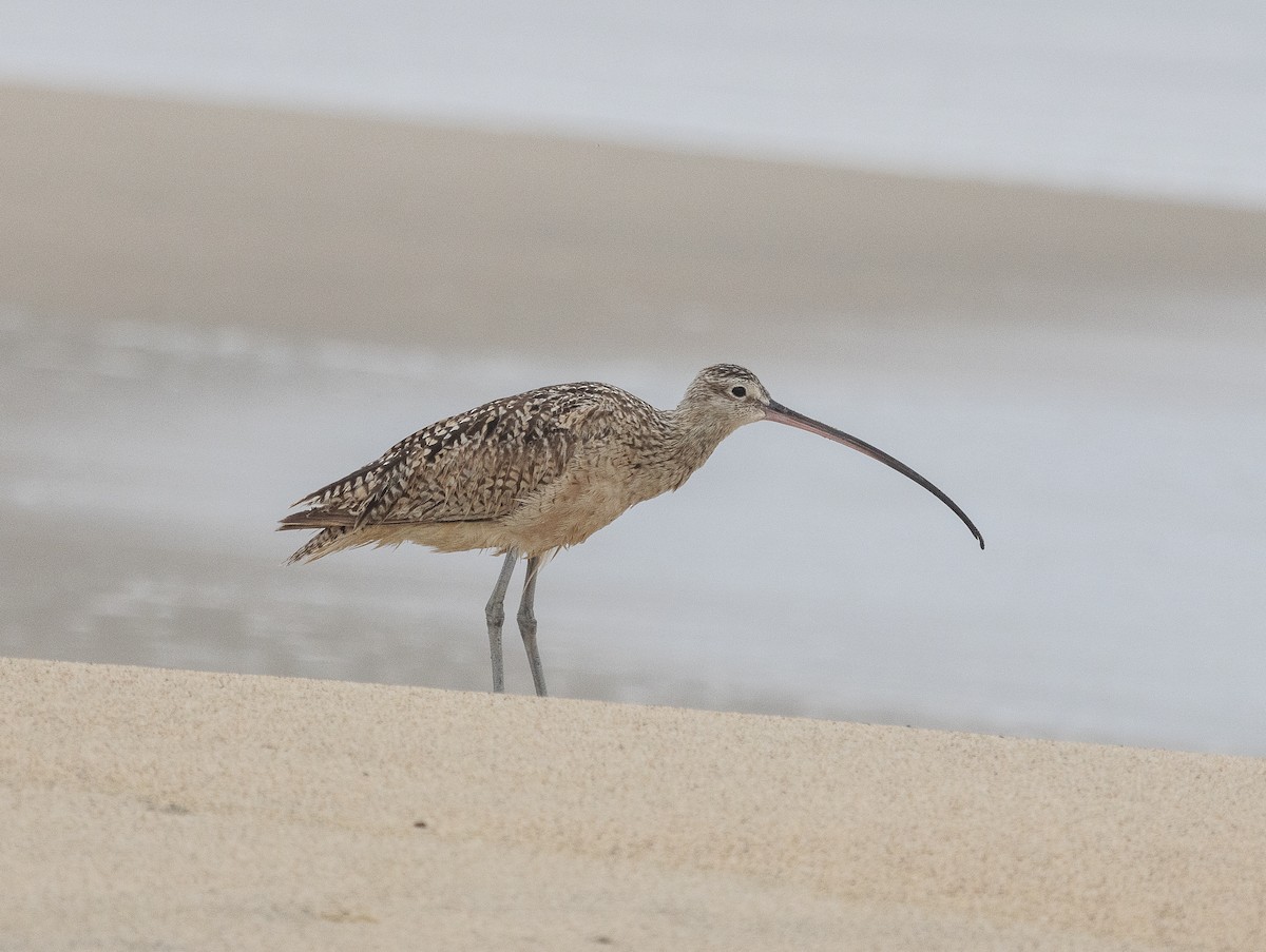Long-billed Curlew - ML619486156