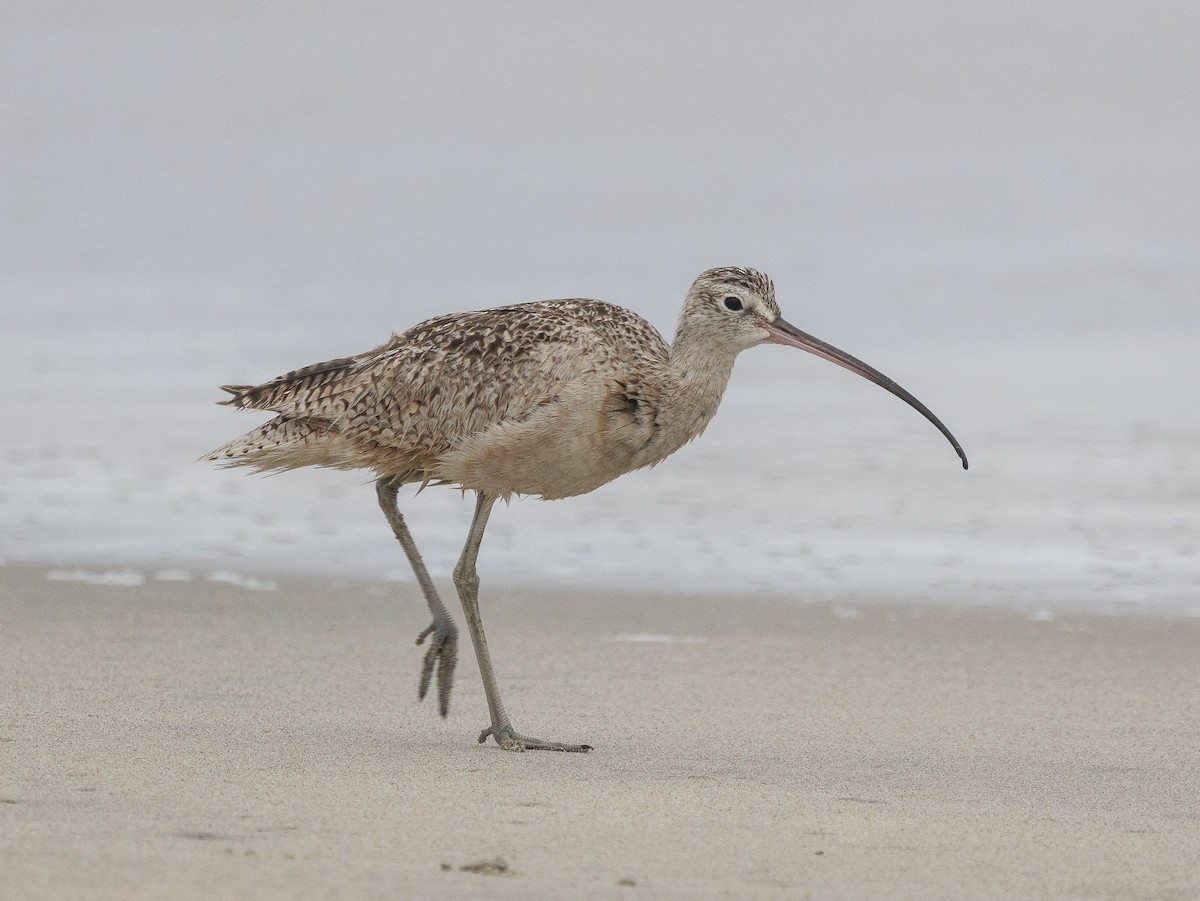 Long-billed Curlew - ML619486157