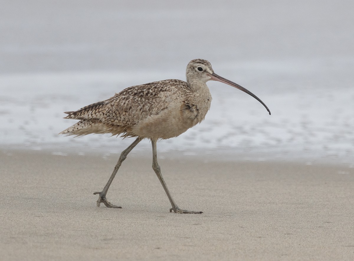 Long-billed Curlew - ML619486158