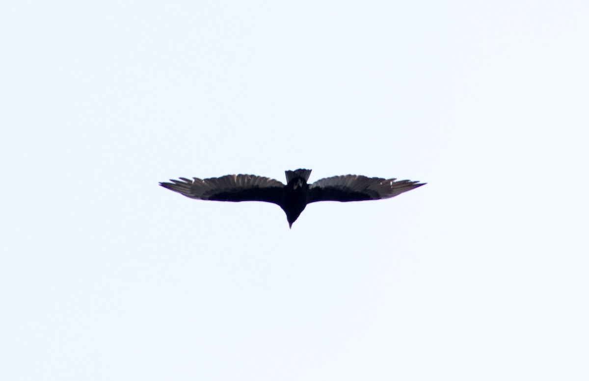 Turkey Vulture - ML619486222