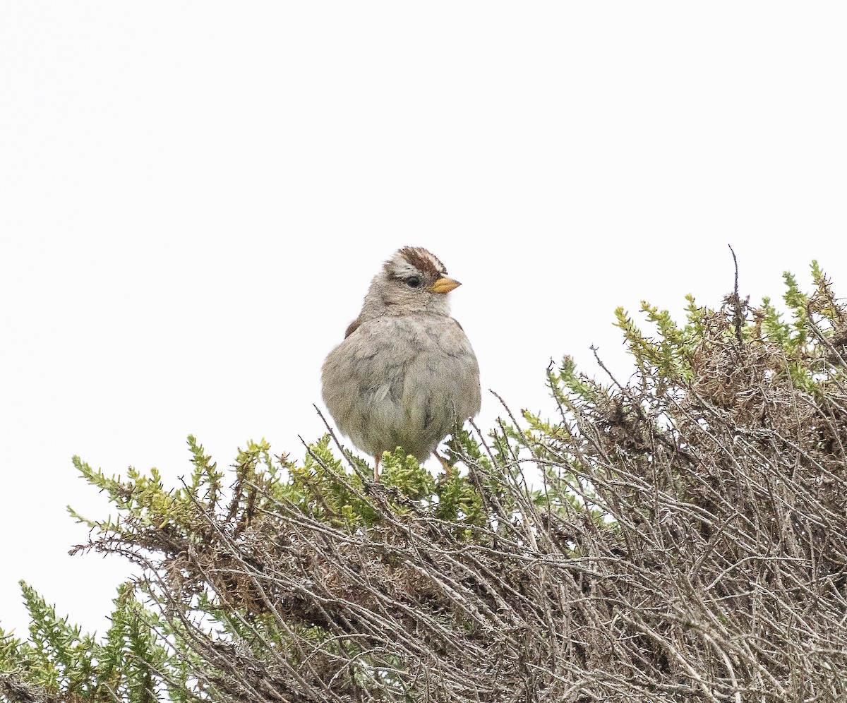 White-crowned Sparrow - ML619486283