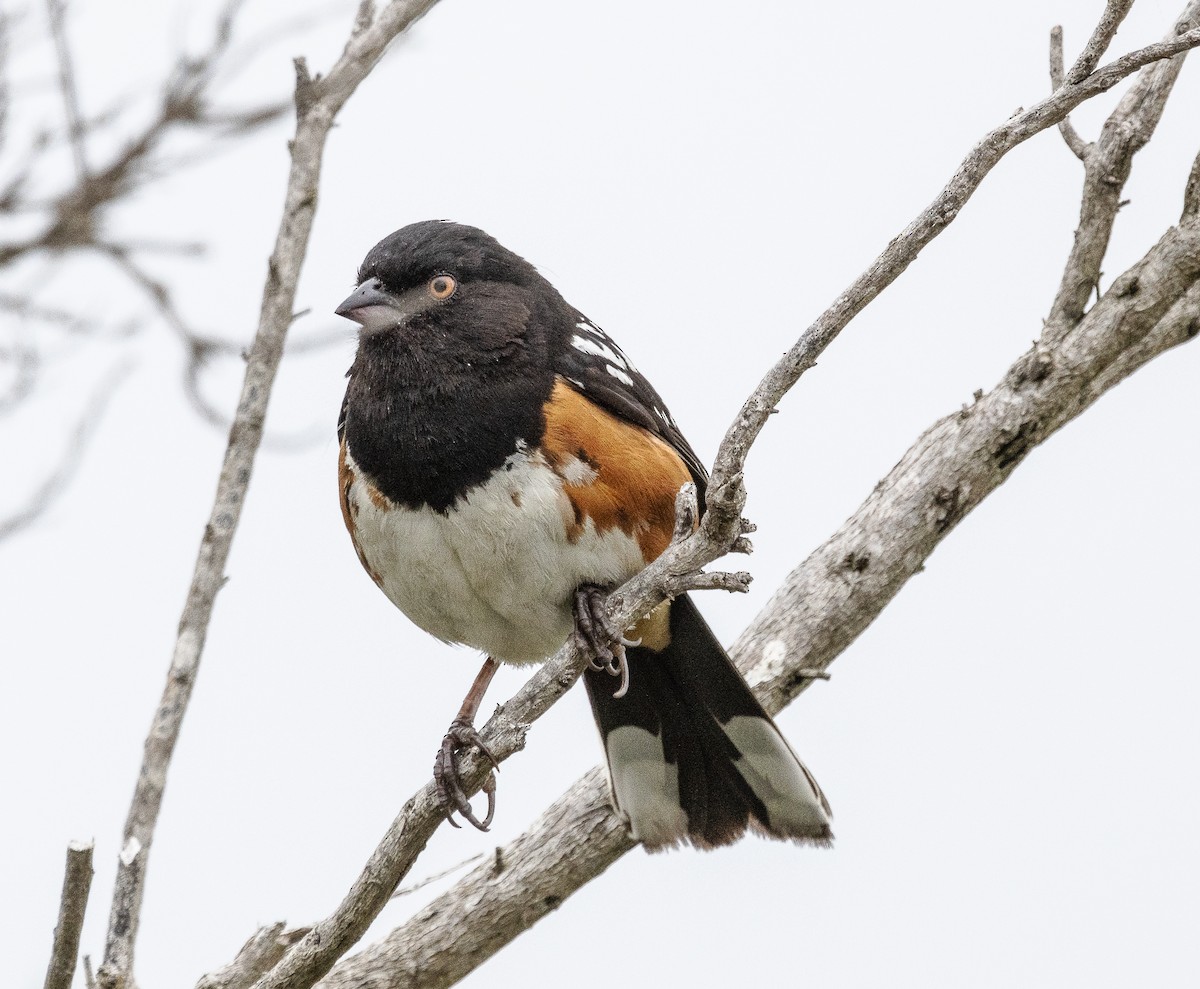 Spotted Towhee - ML619486315