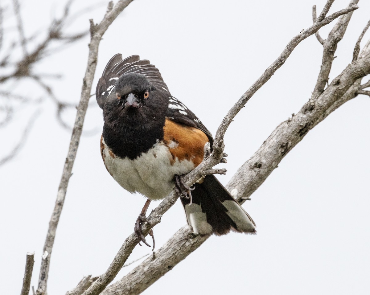 Spotted Towhee - ML619486316