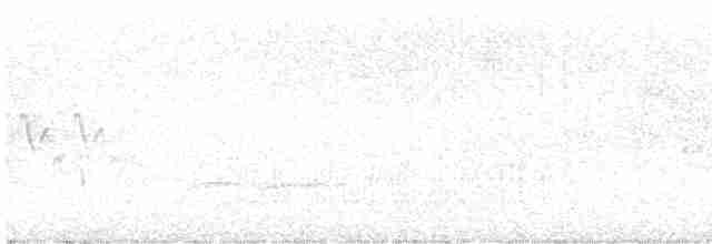 キヅタアメリカムシクイ（coronata） - ML619486318