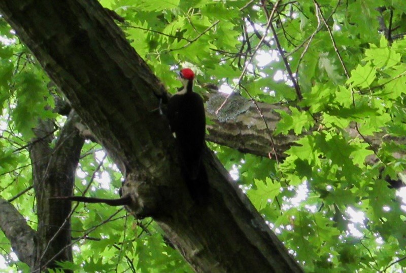 Pileated Woodpecker - ML619486402
