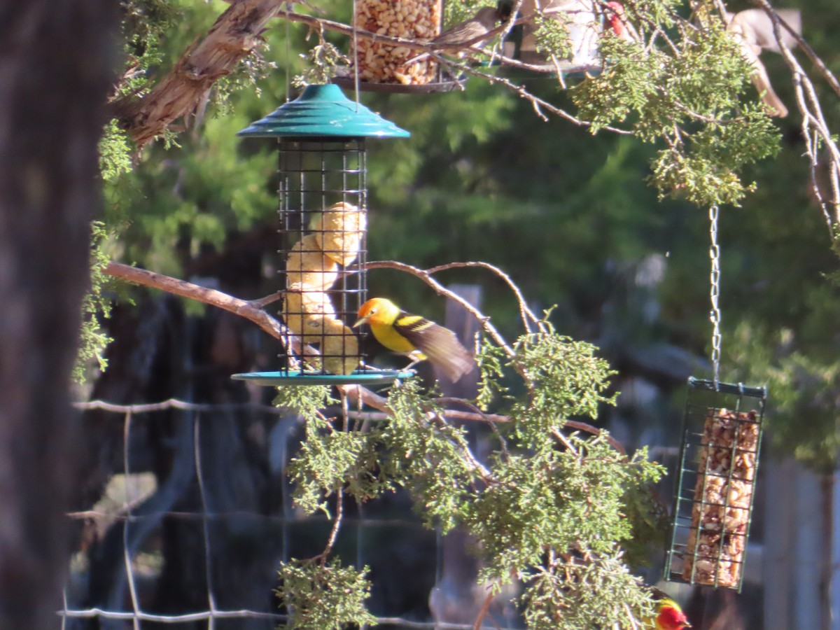 Western Tanager - ML619486435