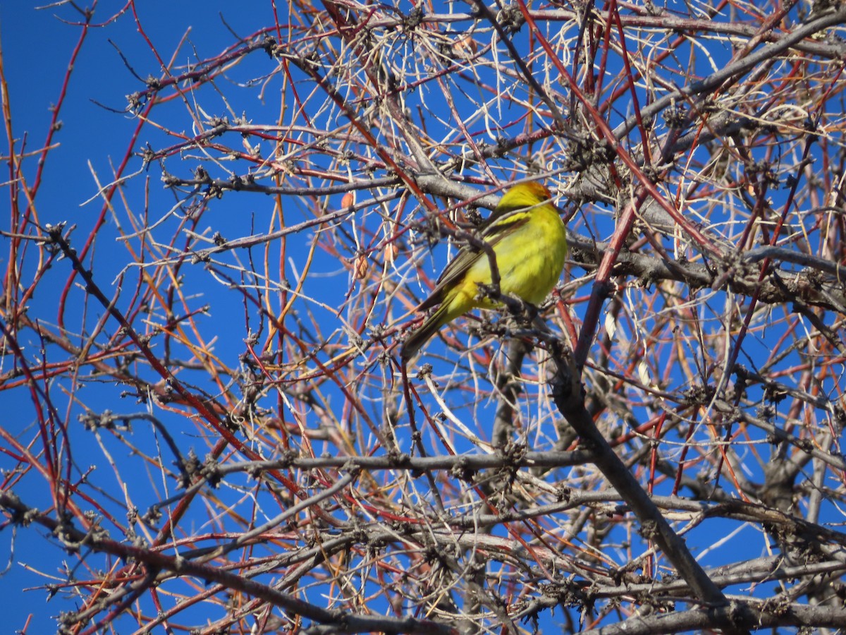 Western Tanager - ML619486436