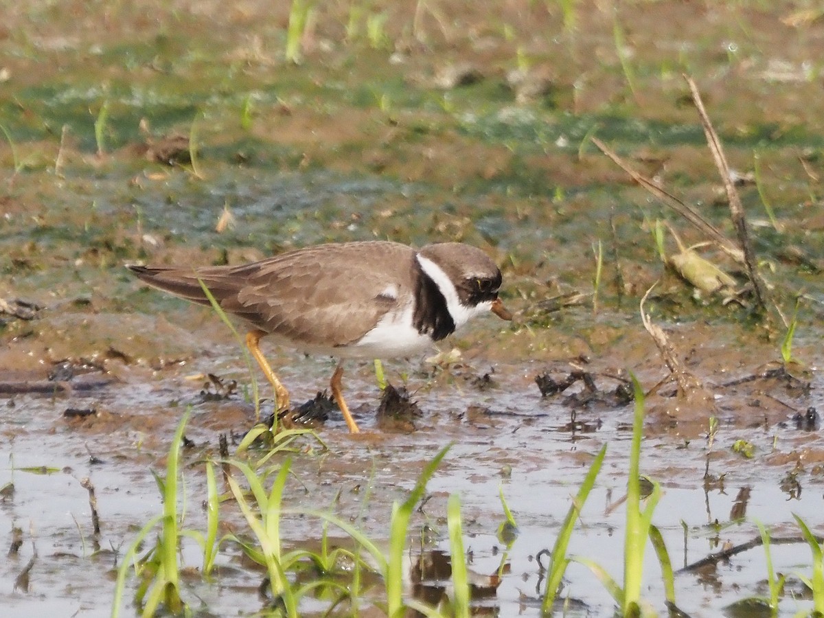 Semipalmated Plover - ML619486501