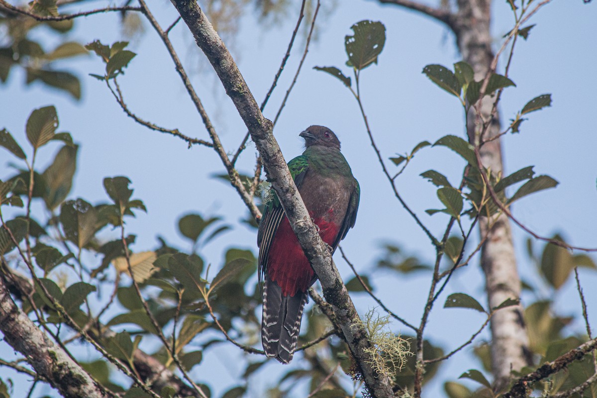 Crested Quetzal - ML619486559