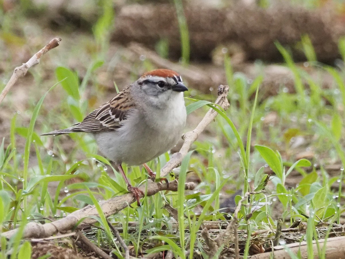 Chipping Sparrow - ML619486590