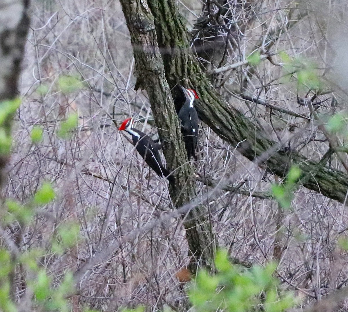Pileated Woodpecker - ML619486592
