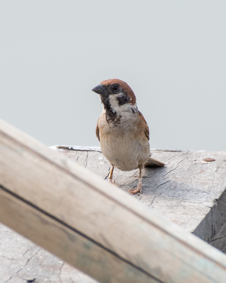 Eurasian Tree Sparrow - ML619486598