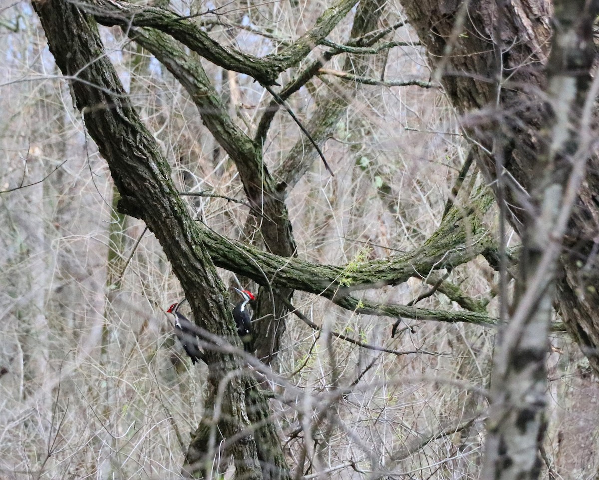 Pileated Woodpecker - ML619486600