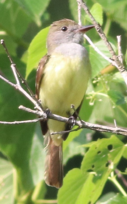 Great Crested Flycatcher - ML619486661