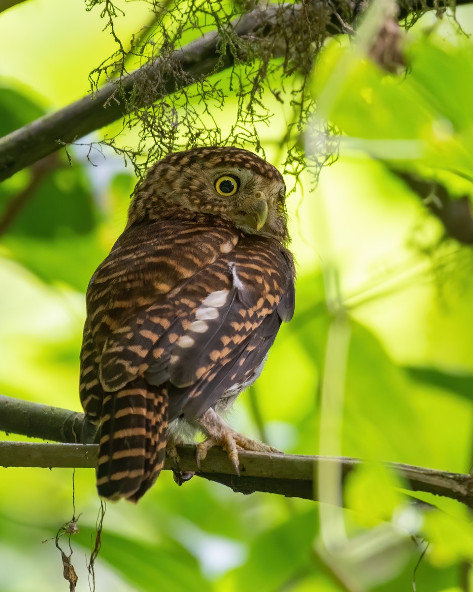 Collared Owlet - ML619486670