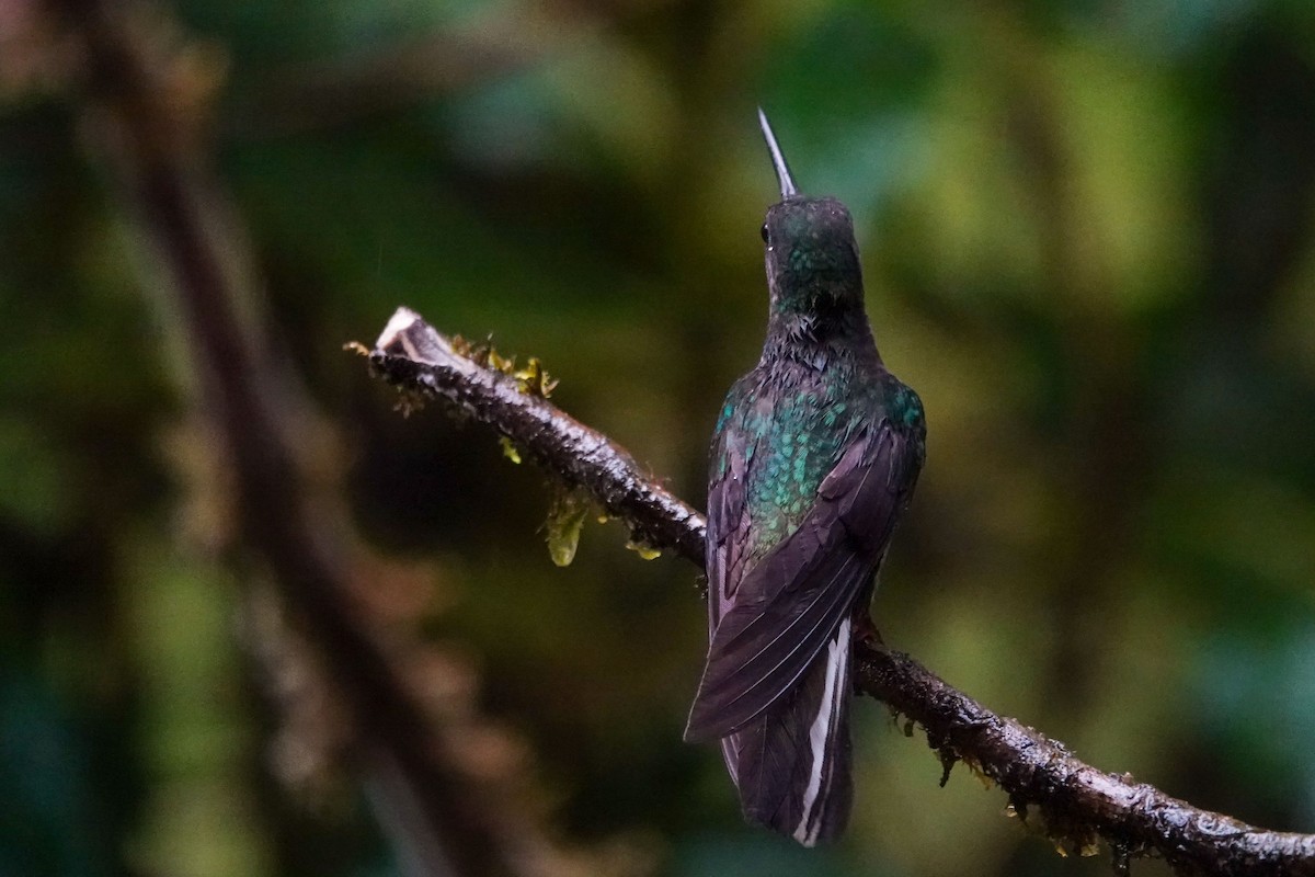 kolibřík zelenohřbetý - ML619486696