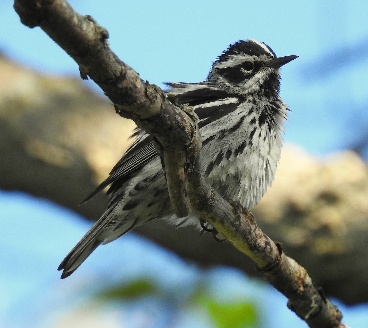 Black-and-white Warbler - ML619486703