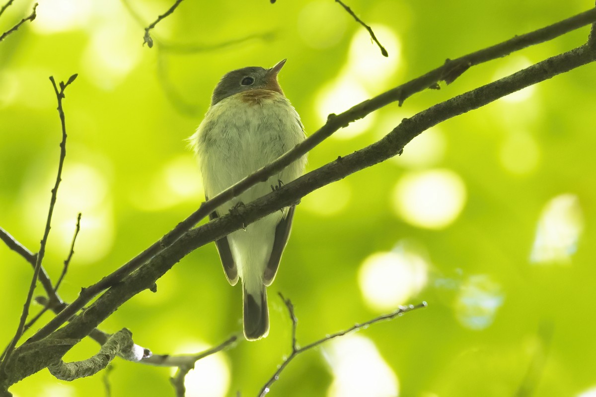 Red-breasted Flycatcher - ML619486735