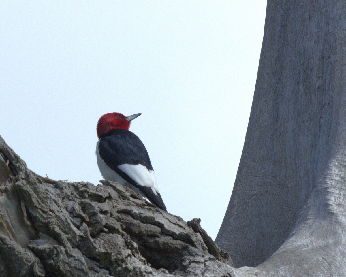 Red-headed Woodpecker - ML619486781