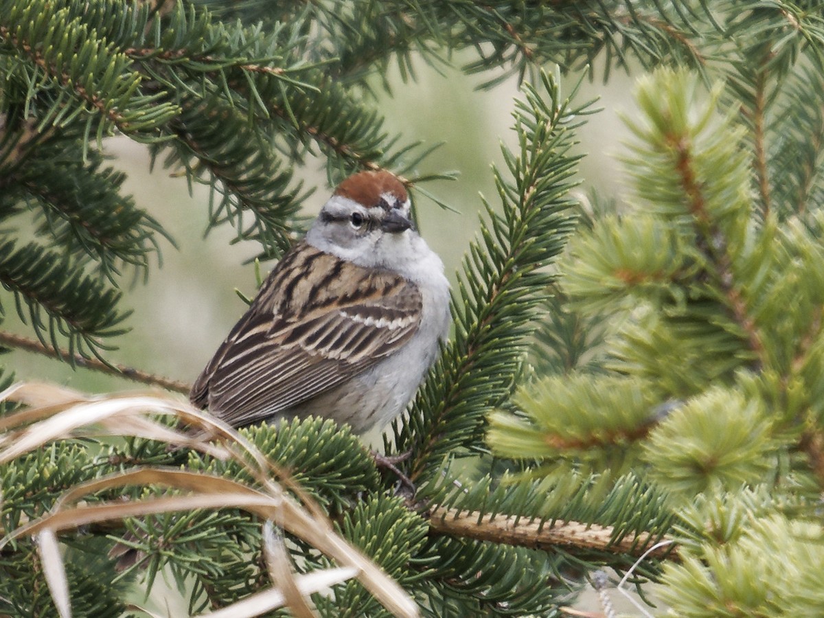 Chipping Sparrow - ML619486826