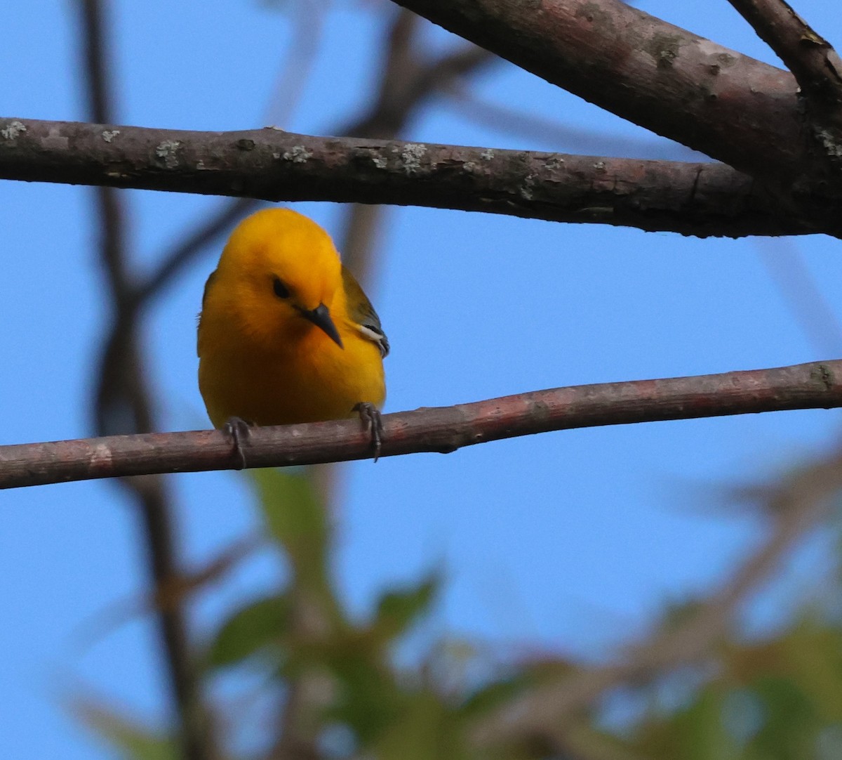 Prothonotary Warbler - ML619486850