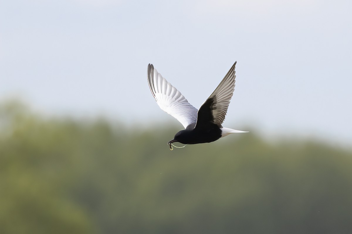 White-winged Tern - ML619486896