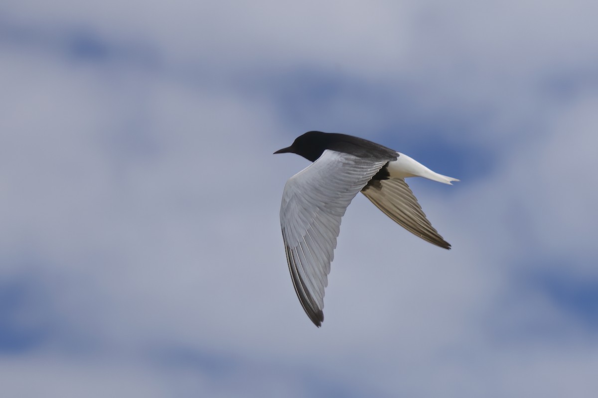 White-winged Tern - ML619486897