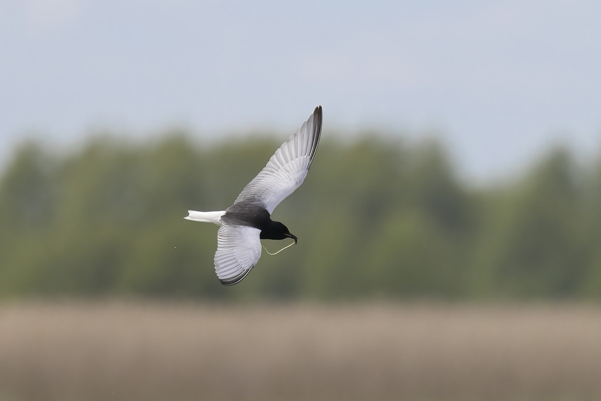 White-winged Tern - ML619486900