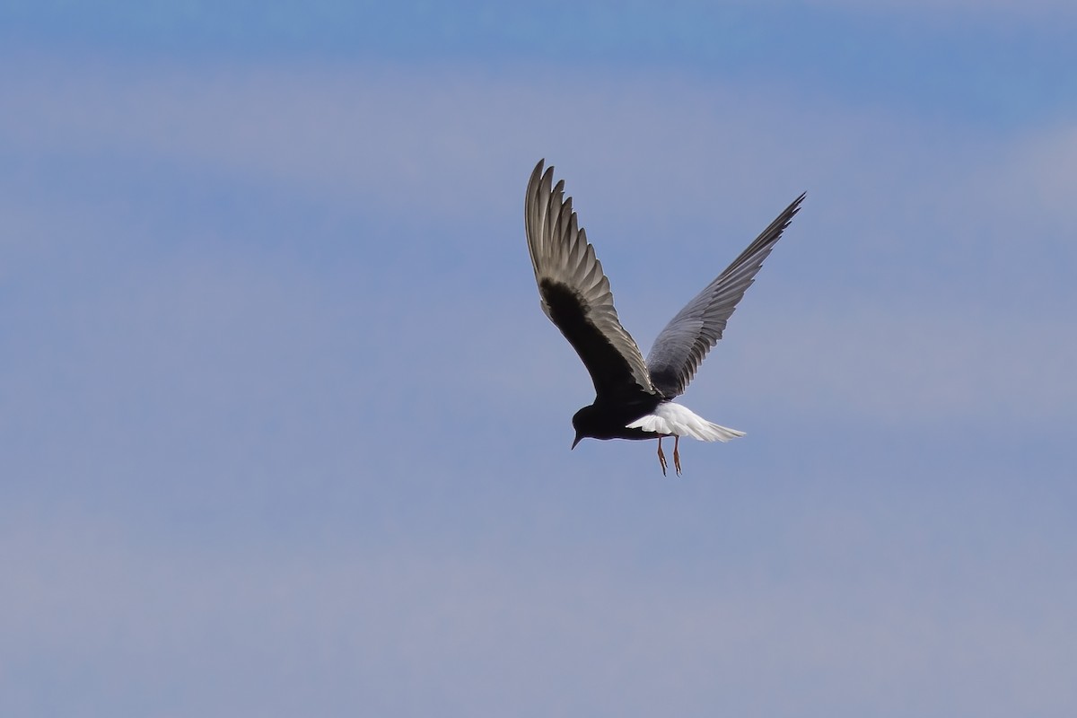 White-winged Tern - ML619486901