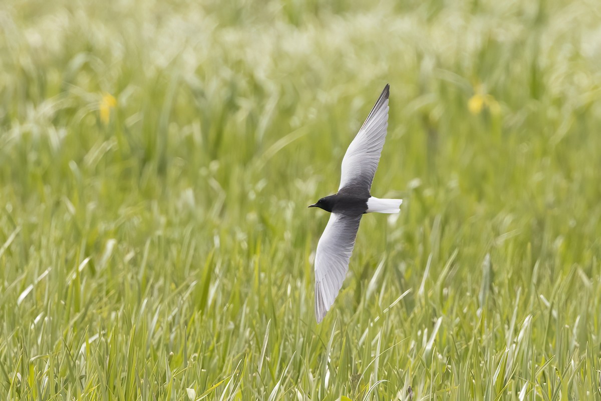 White-winged Tern - ML619486905