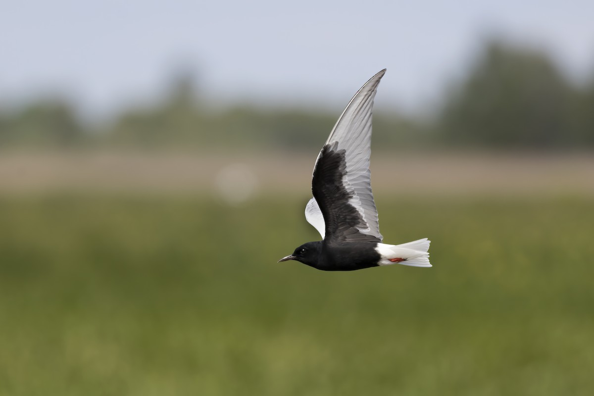 White-winged Tern - ML619486912