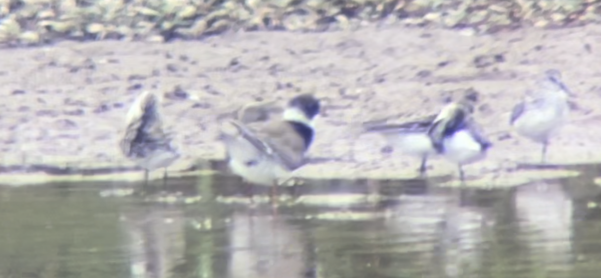 Semipalmated Plover - ML619486992