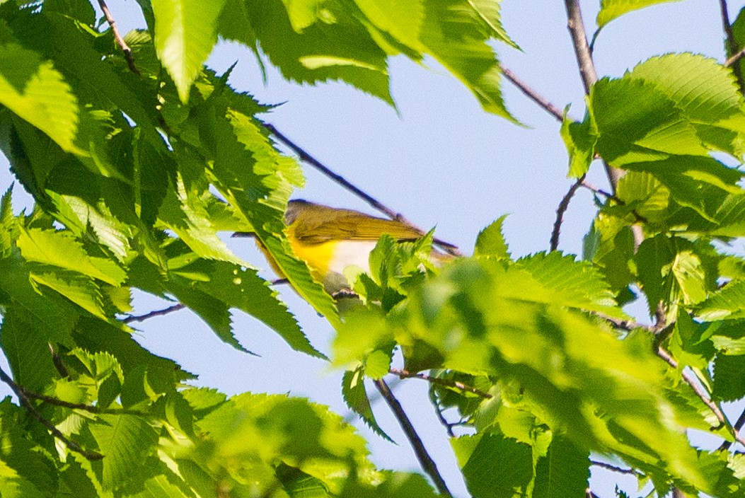 Yellow-breasted Chat - ML619487046