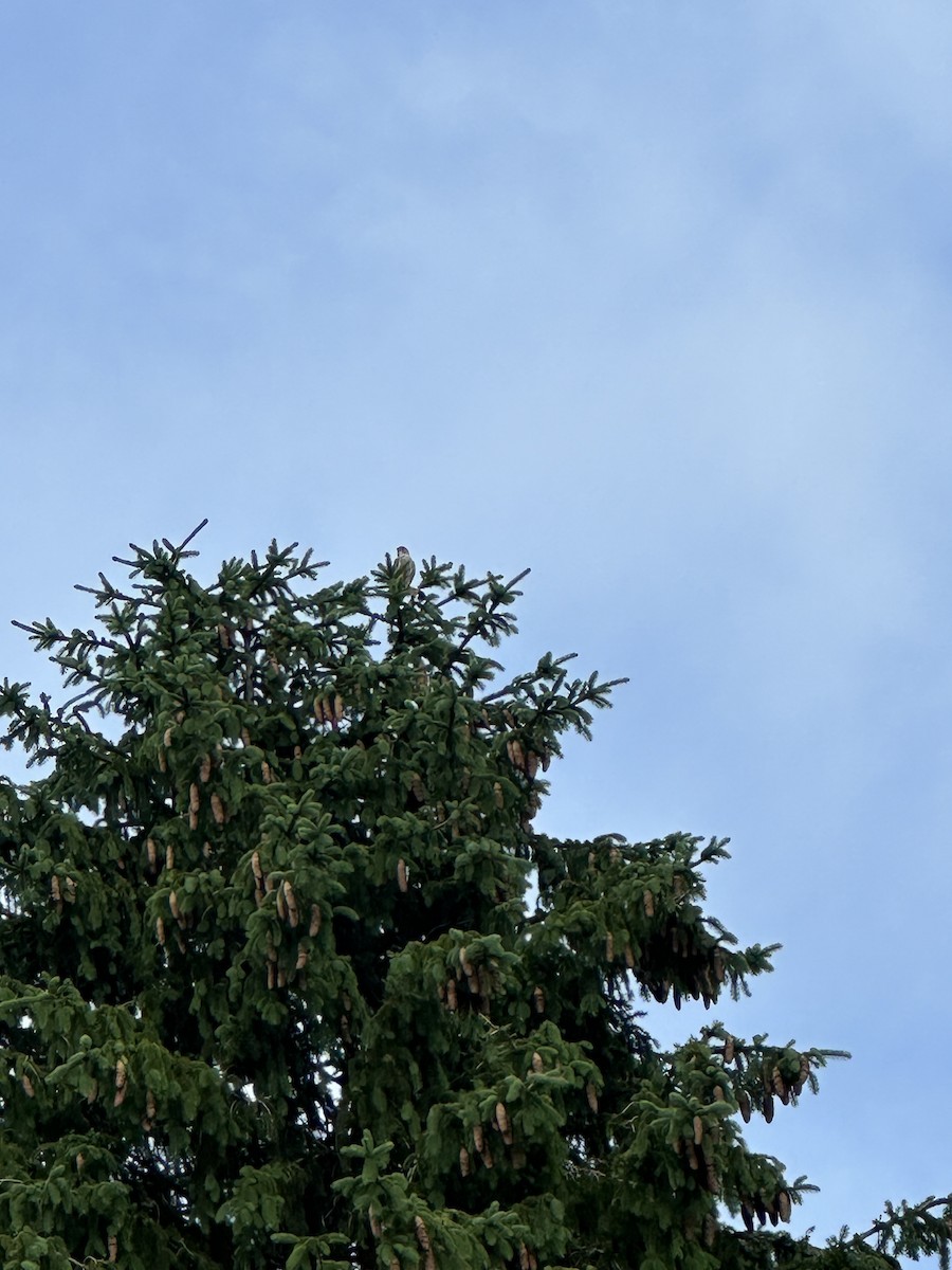 dřemlík tundrový (ssp. columbarius) - ML619487060