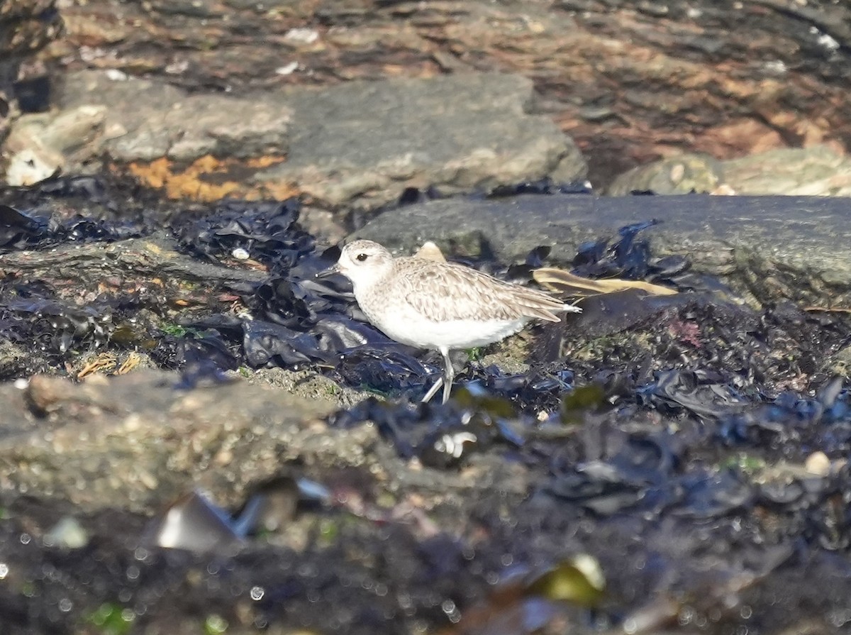 White-fronted Plover - ML619487335
