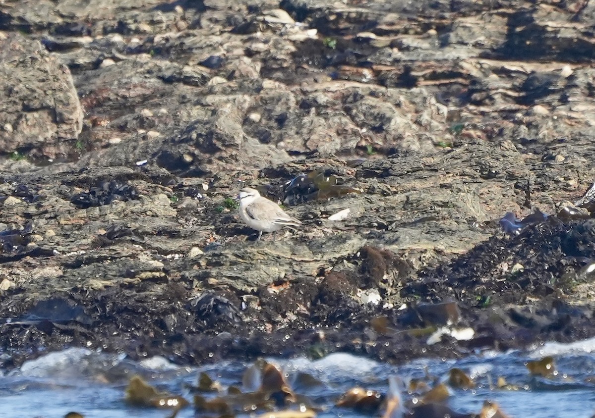 White-fronted Plover - ML619487336