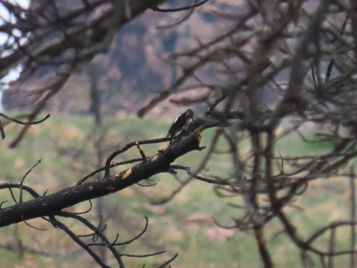 Hairy Woodpecker (Rocky Mts.) - ML619487430