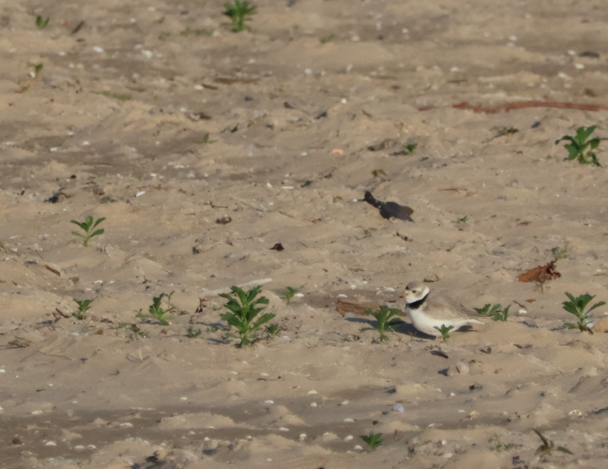 Piping Plover - ML619487497
