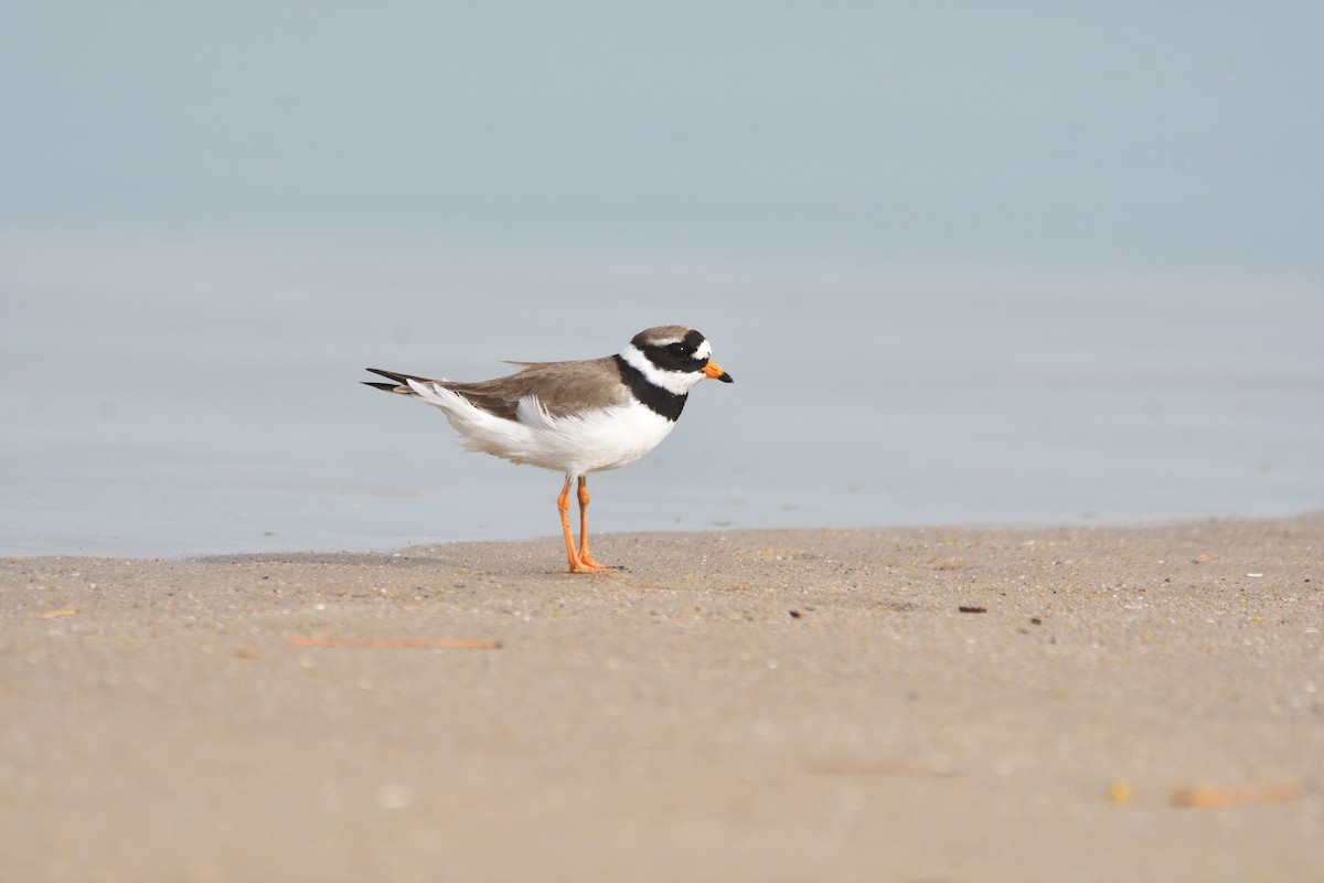 Common Ringed Plover - ML619487550