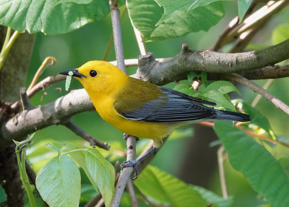 Prothonotary Warbler - ML619487603