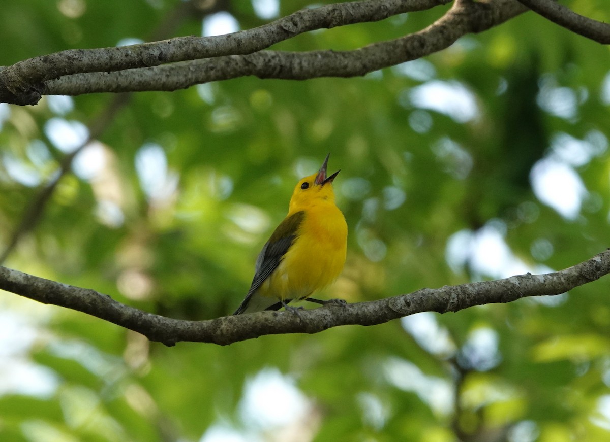 Prothonotary Warbler - ML619487612