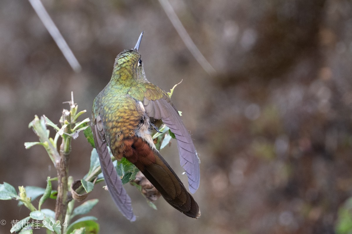 kolibřík hnědobrvý - ML619487649